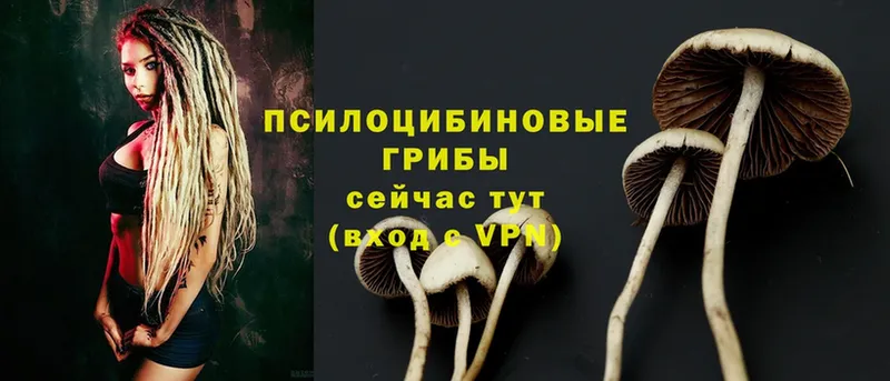 Псилоцибиновые грибы Psilocybe  магазин продажи   Новошахтинск 